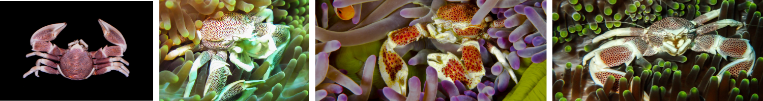 Image of Porcelain Crabs
